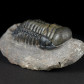 Fossilien aus dem Devon Trilobiten Cheirurus gibbus