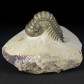 Fossilien versteinerte Trilobiten aus dem Devon von Marokko