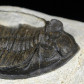 Fossilien Trilobiten Zlichovaspis rugosa aus dem Devon