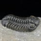 Versteinerter Trilobit mit Facettenaugen Morocops ovatus