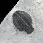 Versteinerter Trilobit aus dem Kambrium von Utah Elrathia kingii