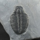 Trilobiten Elrathia kingii aus Utah Mittelkambrium