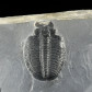 Elrathia kingii versteinerter Trilobit aus dem mittleren Kambrium