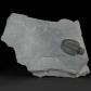 Fossilien versteinerter Trilobit Elrathia kingii