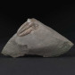 Trilobit Ellipsocephalus hoffi aus dem Kambrium