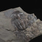 Trilobiten aus dem Kambrium Ellipsocephalus hoffi Jince Tschechien