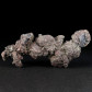 Geschenksidee versteinerter Koprolith aus dem Eozän