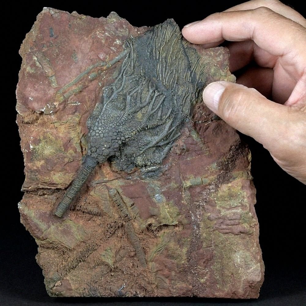 Crinoiden versteinerte Seelilien Scyphocrinites aus dem Silur