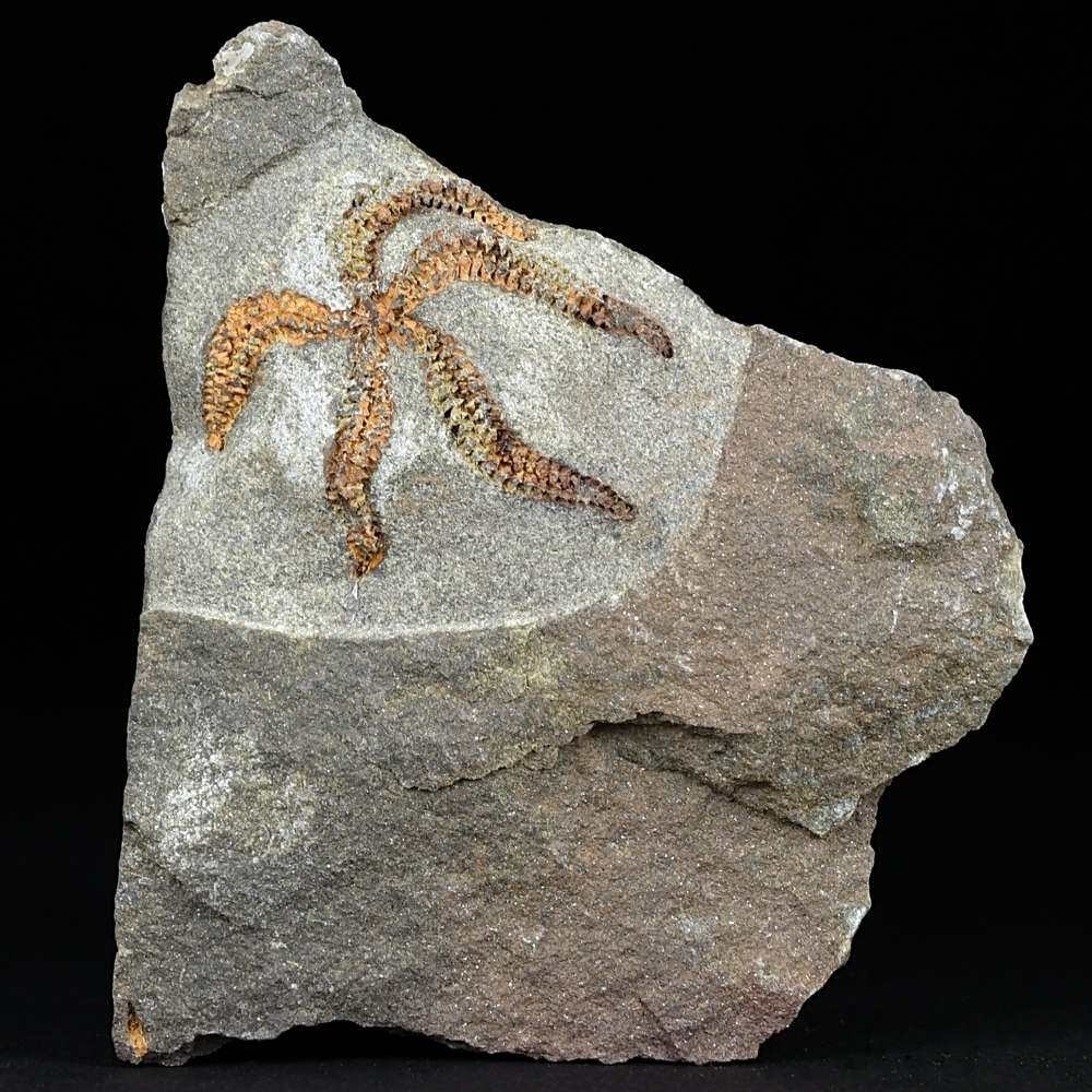Fossilien Schlangenstern aus dem Erdaltertum 450 Millionen Jahre alt.