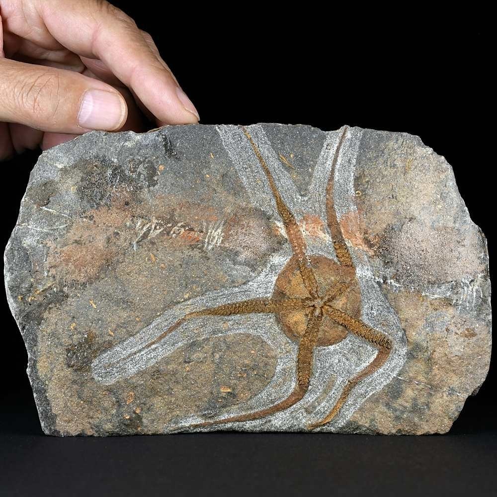 Versteinerter Schlangenstern Ophiura sp. aus dem Draa-Tafilalet