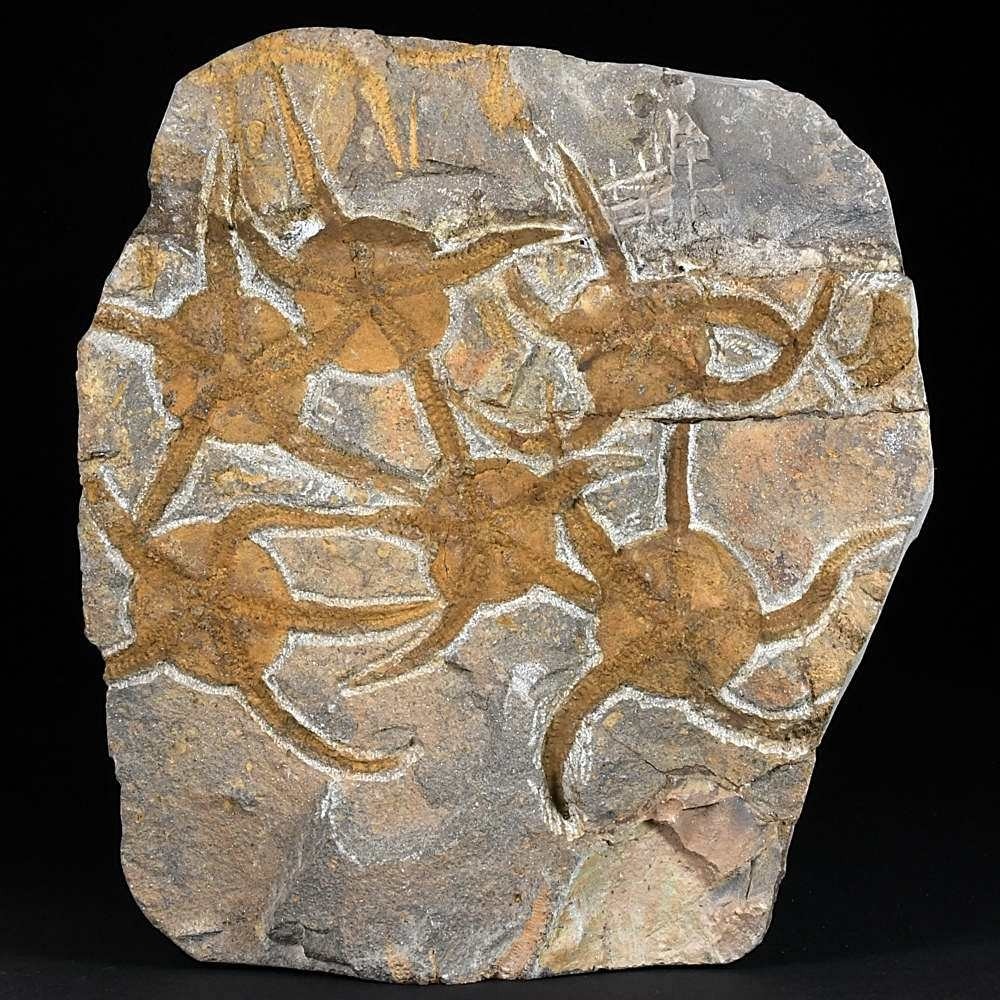 Herrliche Fossilienplatte mit versteinerten Schlangensternen Ophiura