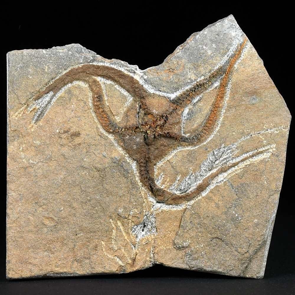 Fossilien seltener versteinerter Schlangenstern aus dem Ordovizium