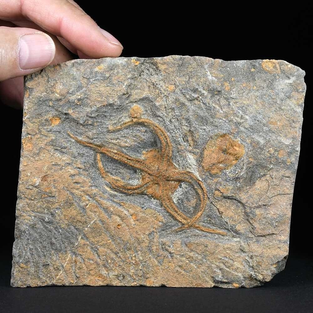 Seltener versteinerter Schlangenstern Ophiura aus dem Ordovizium