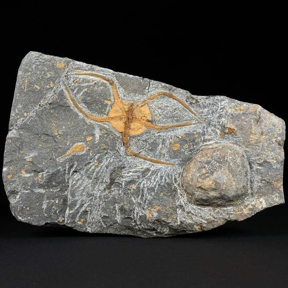 Versteinerter Schlangenstern Ophiura aus Marokko