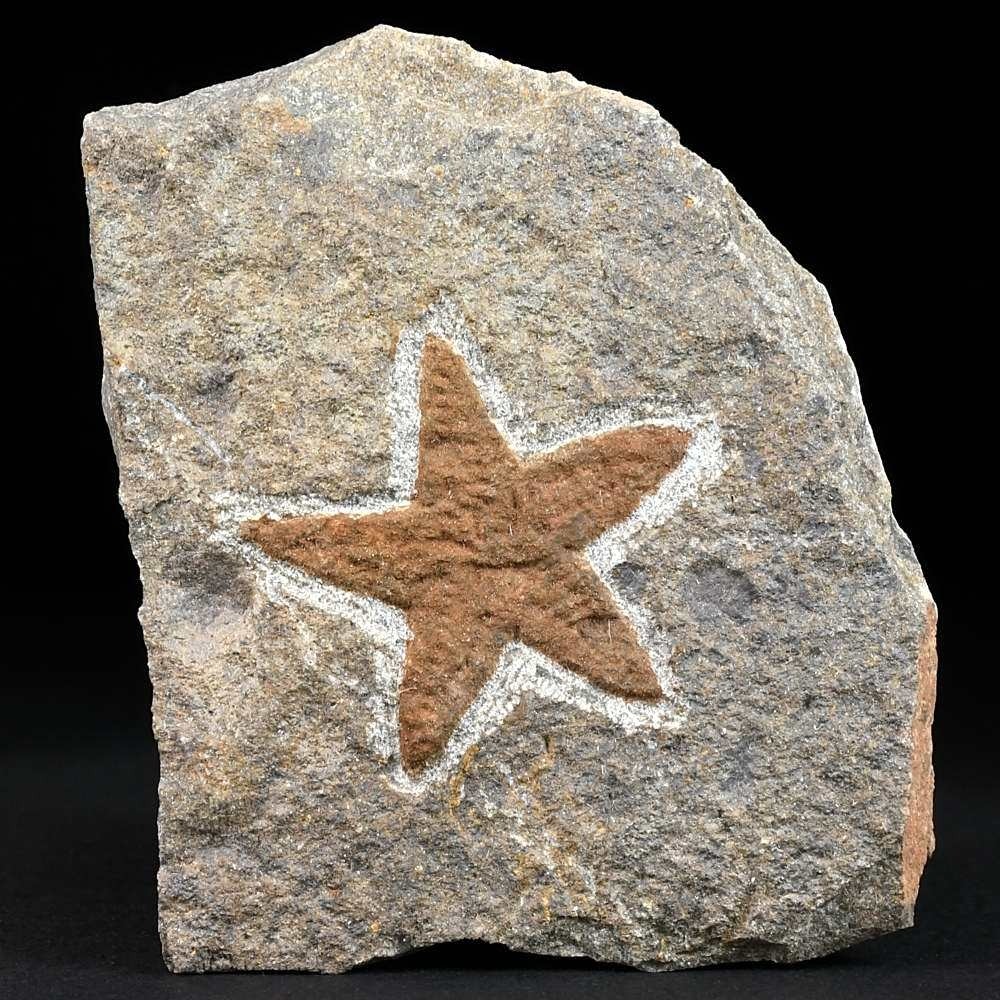 Versteinerter Seestern Petraster sp. 450 Millionen jahre alt