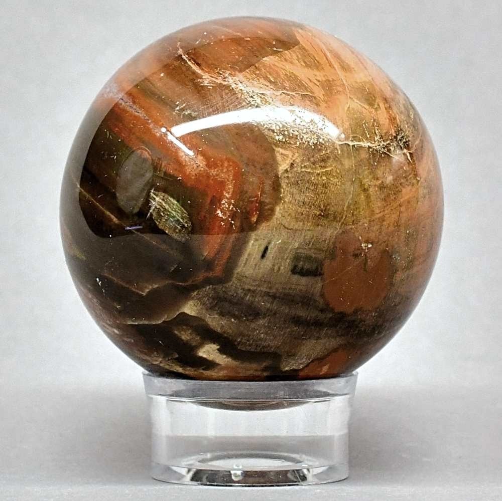 Prächtige versteinerte Holzkugel aus der Trias