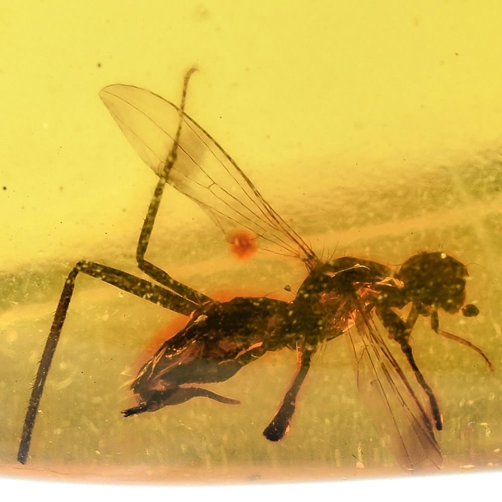 Fossilien junger Bernstein Kopal aus Kolumbien mit Inklusen