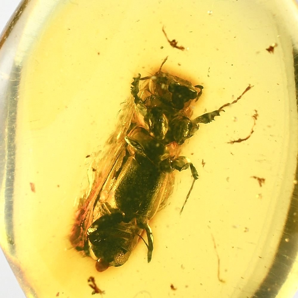 Fossilien Kopal junger Bernstein mit Käfer Einschluss