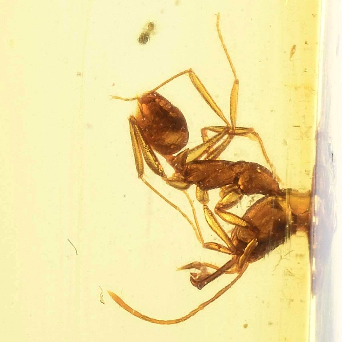 Kopal mit Schnappkieferameisen Ponerinae odontomachus