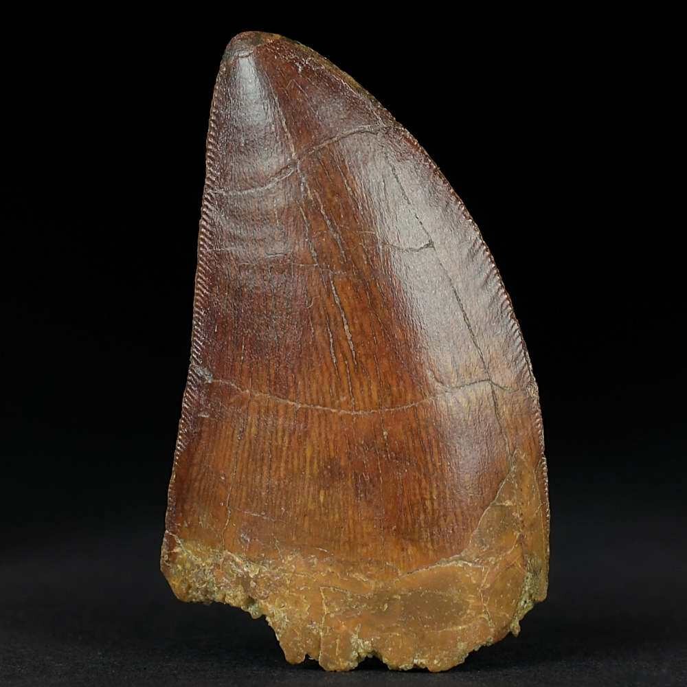 Hervorragen erhaltener versteinerter Saurier Zahn von Carcharodontosaurus  saharicus