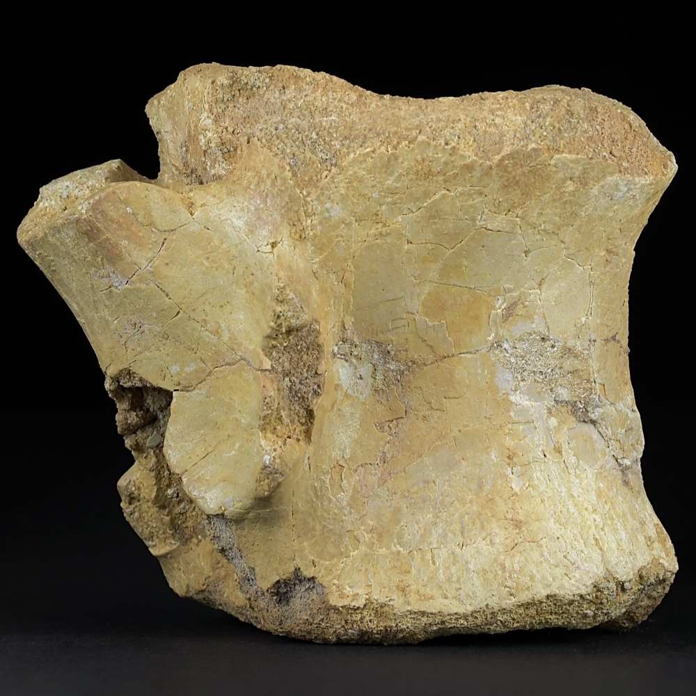 Versteinerter Wirbel eines Dinosauriers aus den Kem Kem Beds Marokko