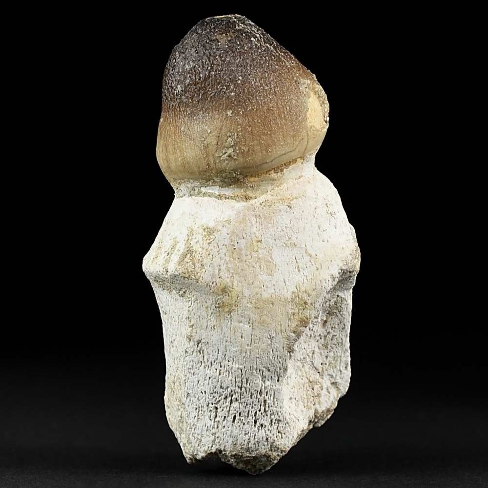 Igdamanosaurus Globidens Zahn aus der Oberkreide von Marokko