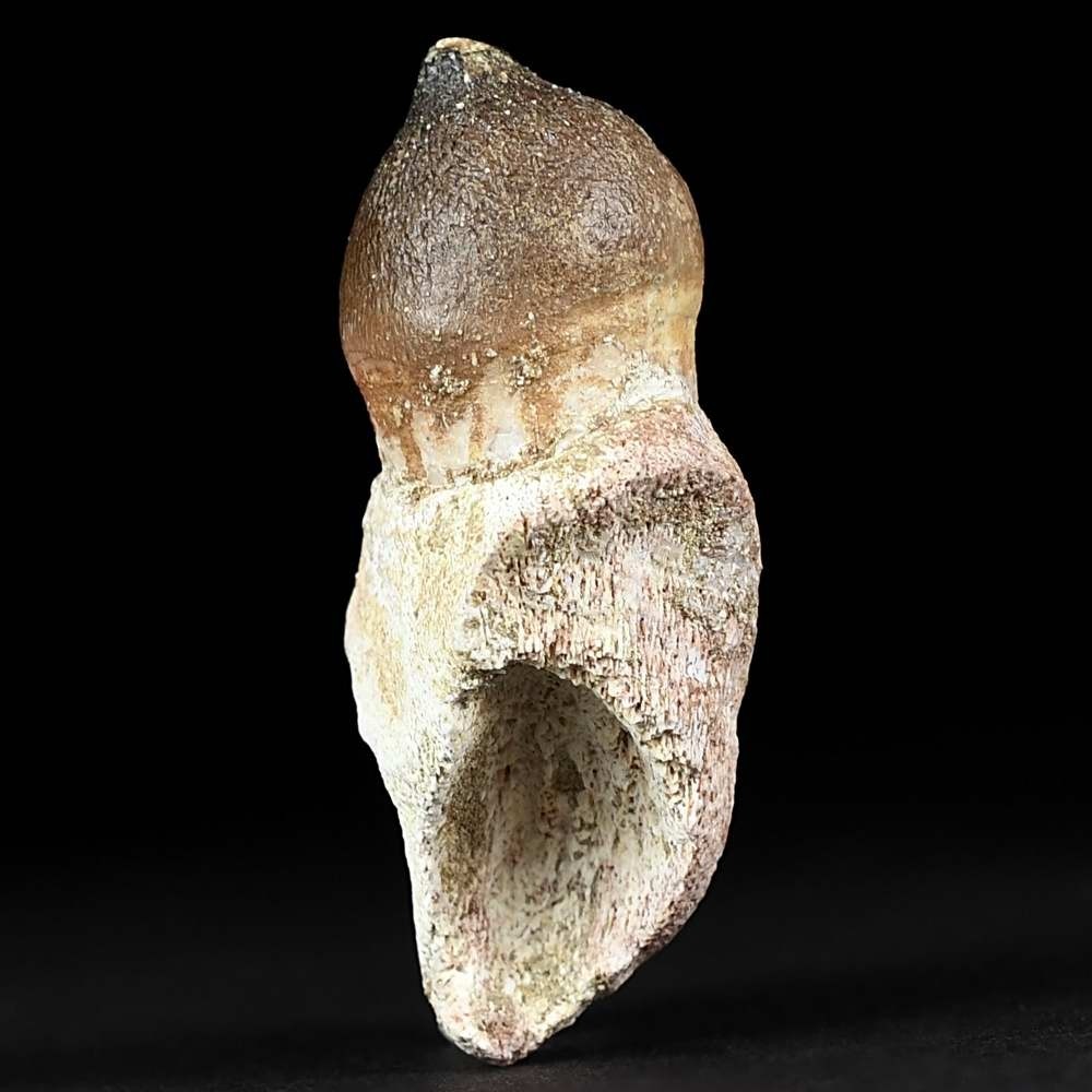 Mosasaurus Zahn von Igdamanosaurus Globidens aegyptiacus