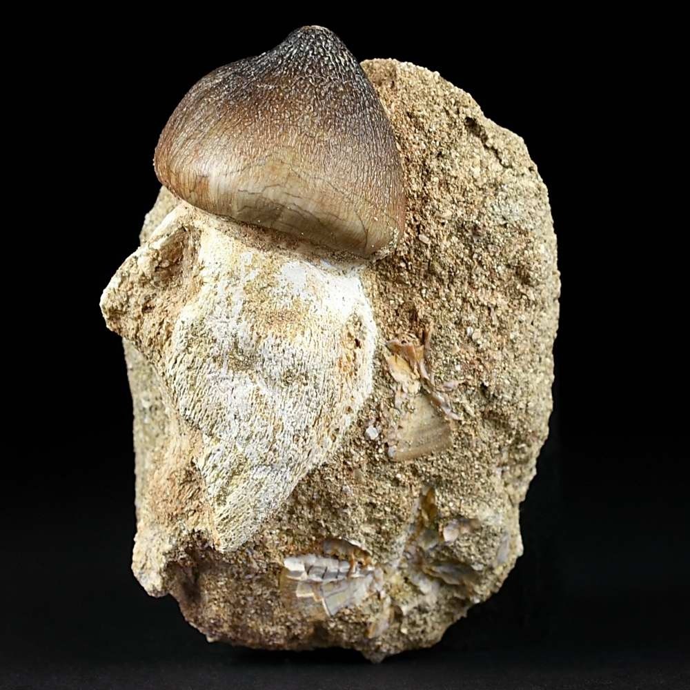Seltener Mosasaurus Zahn Igdamanosaurus aegyptiacus