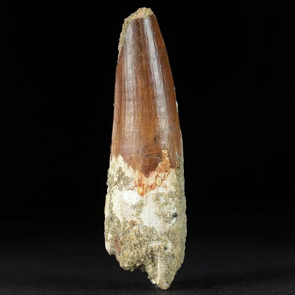 Versteinerter Spinosaurus Zahn 