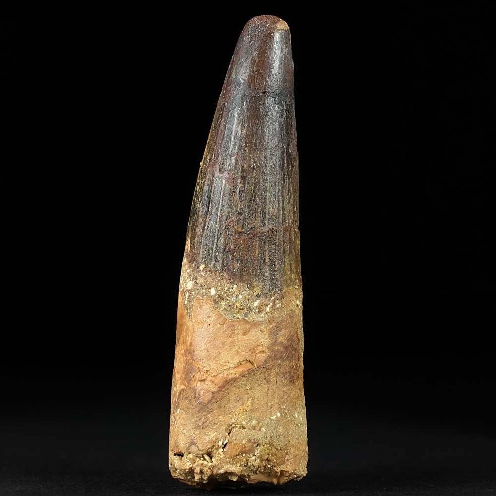 Großer versteinerter Spinosaurus Zahn 9,1 cm lang