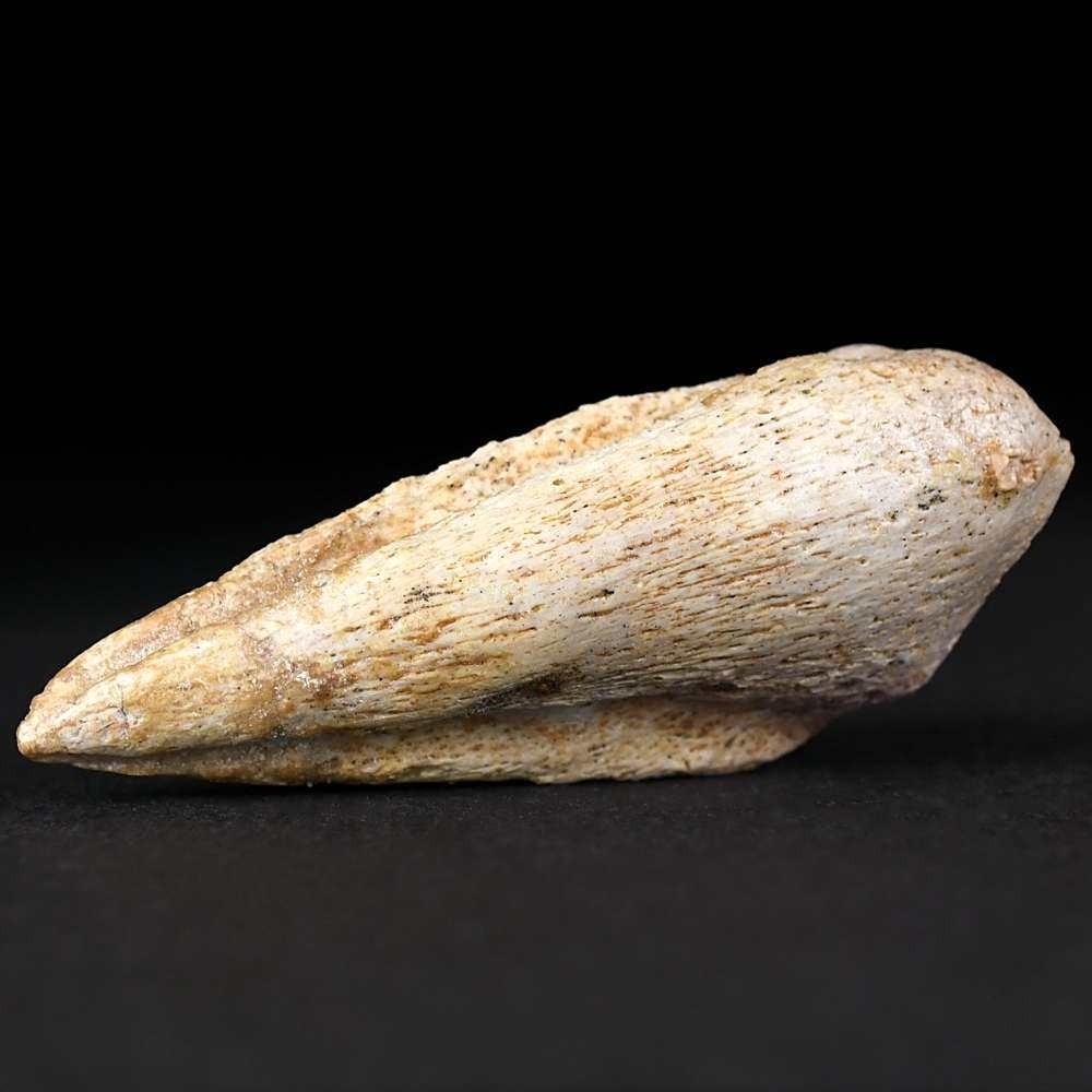 Echte versteinerte Raubsaurier Kralle von Spinosaurus