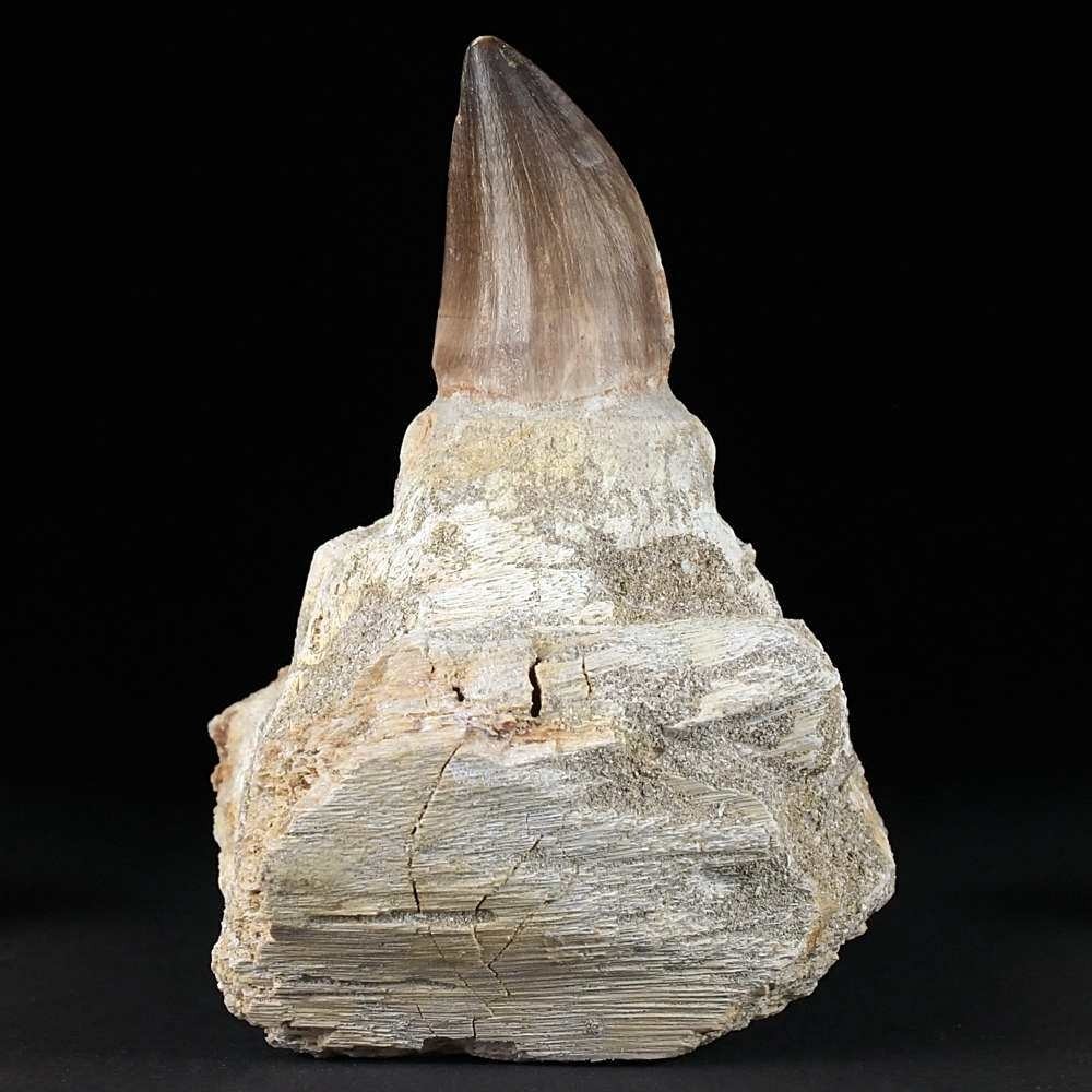 Versteinerter Reptilien Zahn von Mosasaurus Prognathodon aus der Kreidezeit