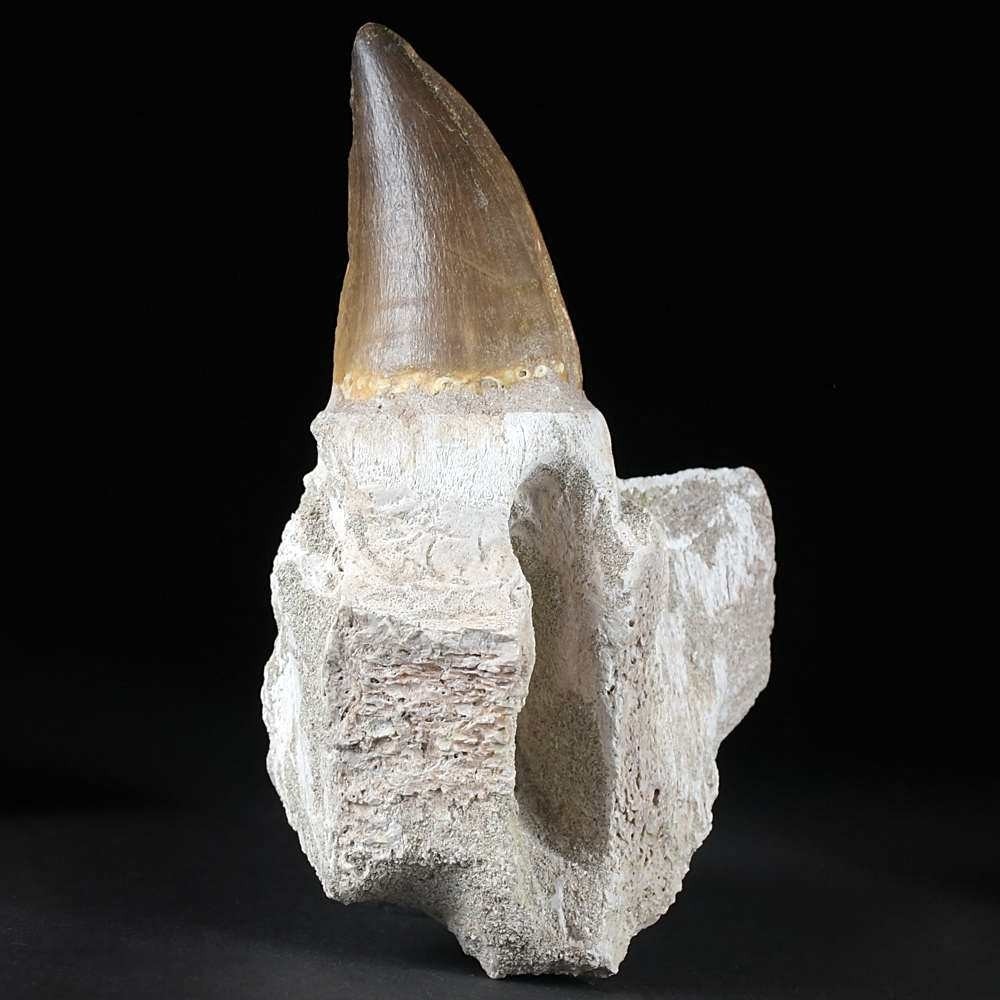 Eindrucksvoller versteinertes Mosasaurus Kieferfragment mit Zahn