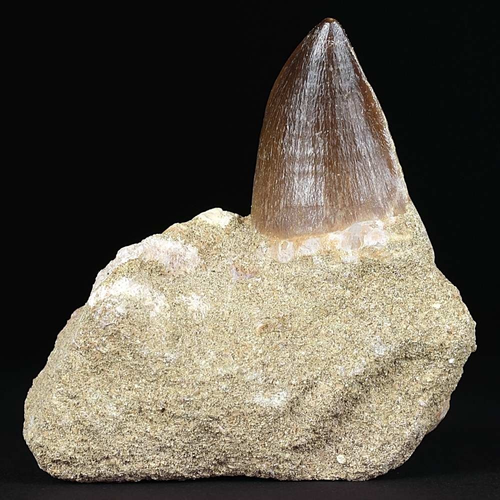 Versteinerter Mosasaurus Zahn von Prognathodon sp. aus der Oberkreide