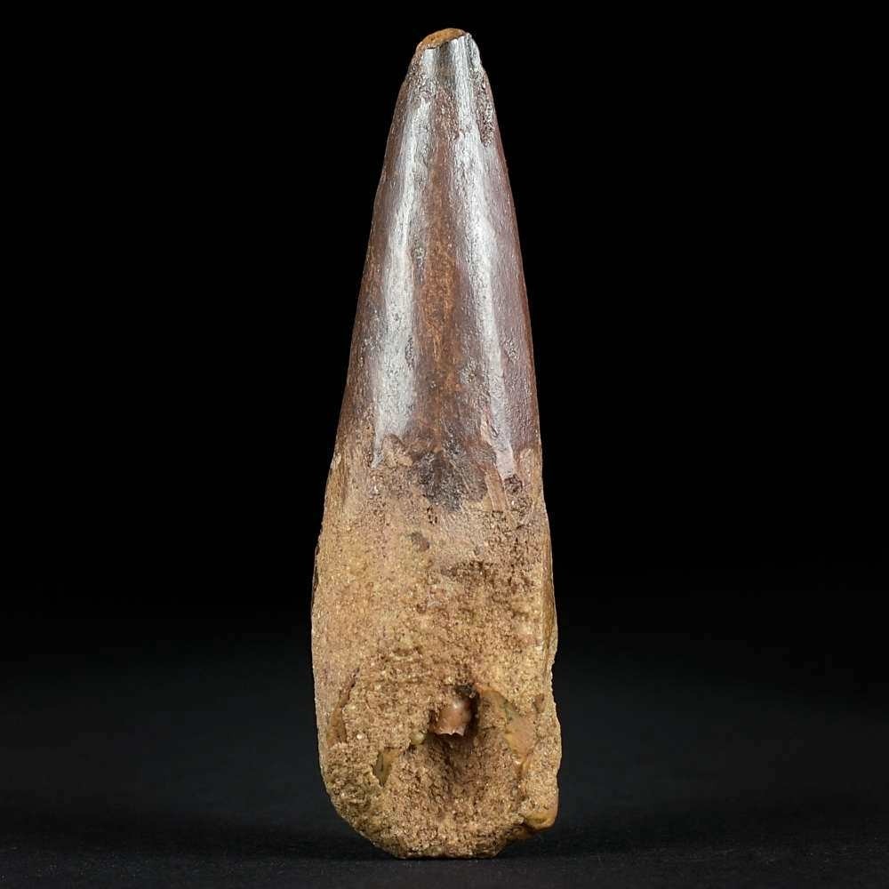 Toller versteinerter 7,6 cm Spinosaurus Zahn aus der marokkanischen Sahara