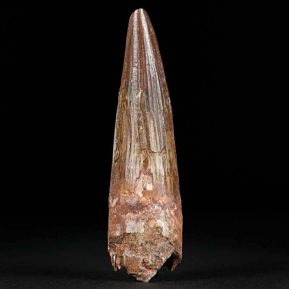 Urzeit Fossilien. Versteinerter Spinosaurus Zahn 8,3 cm aus der Kreidezeit