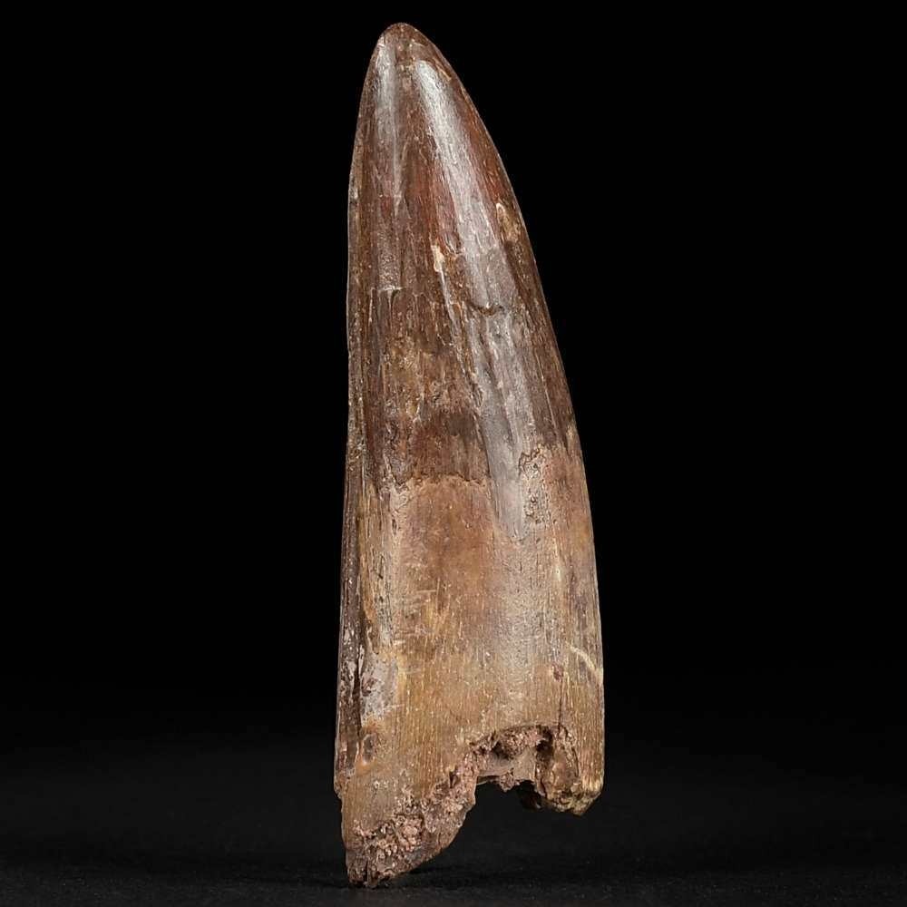 Versteinerter Raubsaurier Zahn vom Predator Spinosaurus aegyptiacus