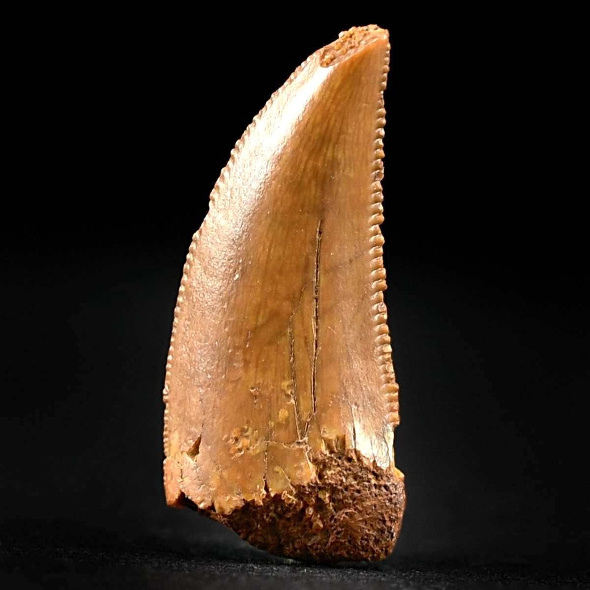 Raubsaurier Zahn von Abelisaurus sp. aus dem Kem Kem Becken von Marokko