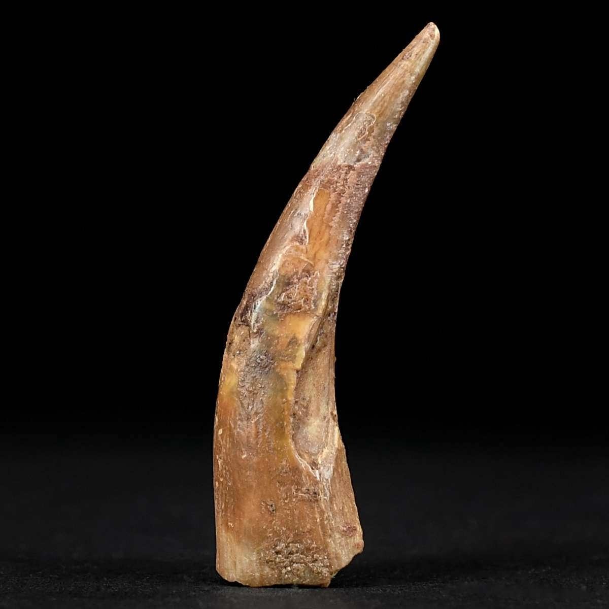 Versteinerter Pterosaurus Flugsaurier Zahn ca. 3,9 cm lang