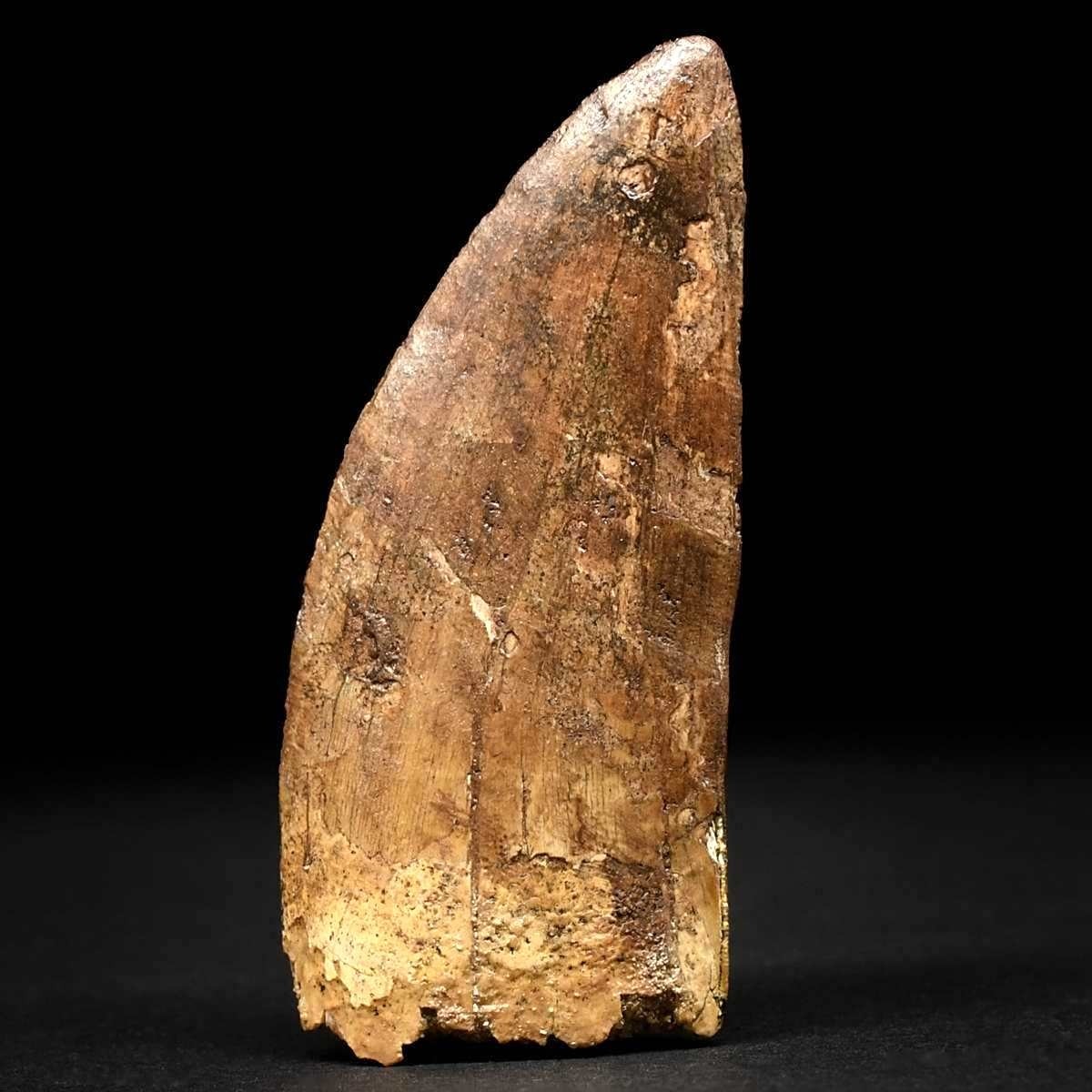 Versteinerter Carcharodontosaurus Zahn 7,9 cm lang aus Marokko
