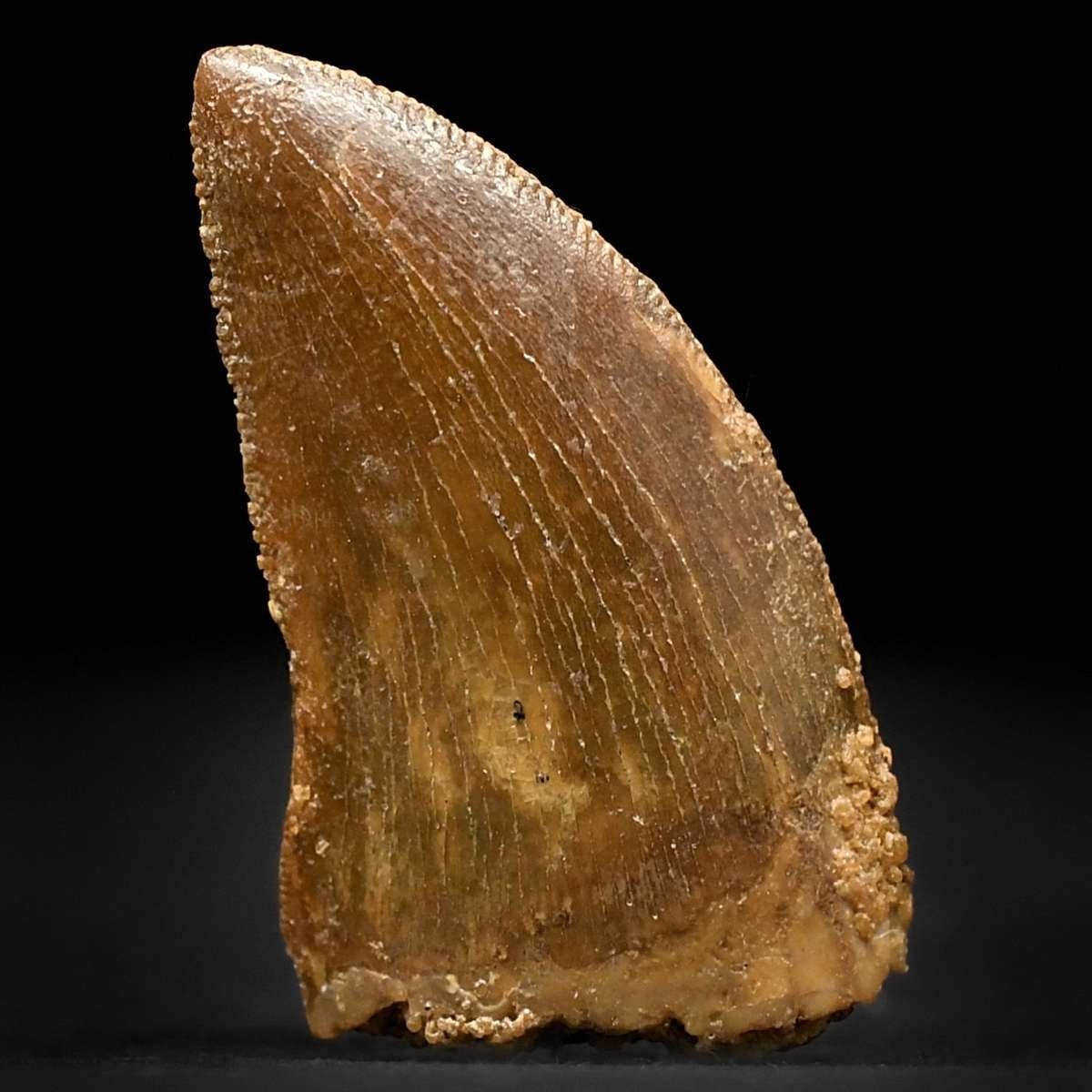 Versteinerter Saurier Zahn von Carcharodontosaurus saharicus