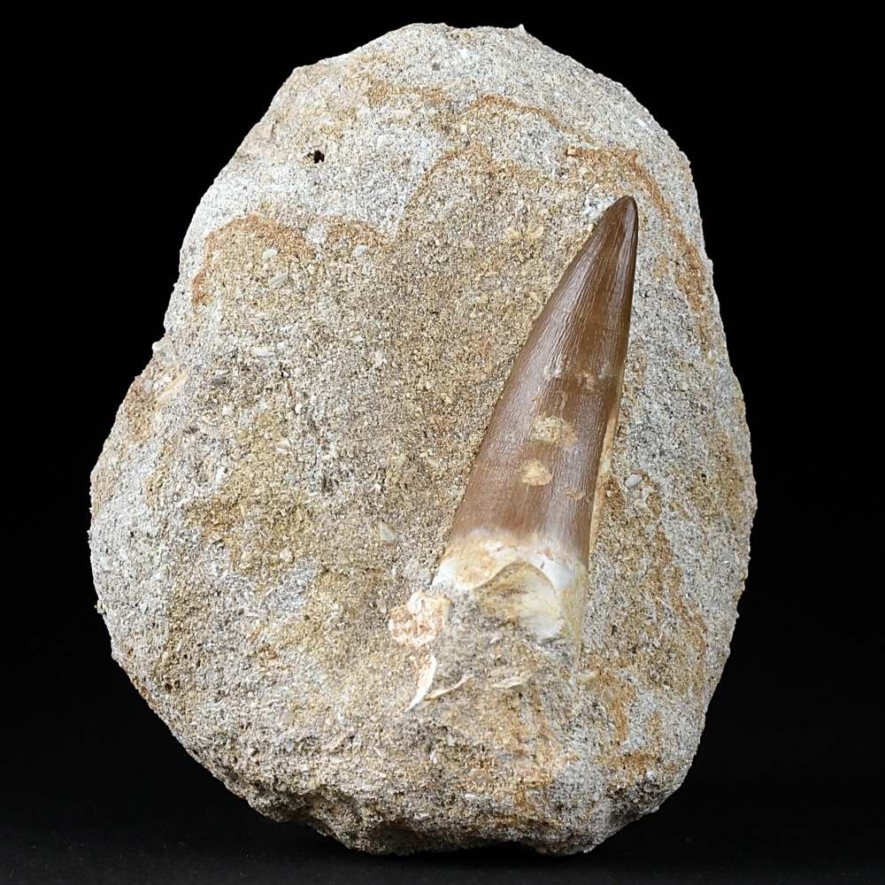 Plesiosaurus Zahn auf Muttergestein aus der Oberkreide