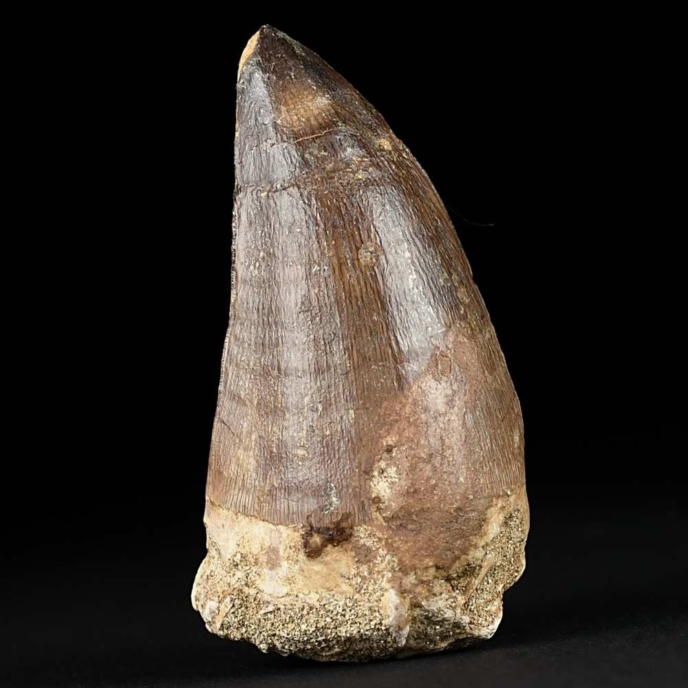 Großer 6,2 cm Mosasaurus Zahn aus Marokko