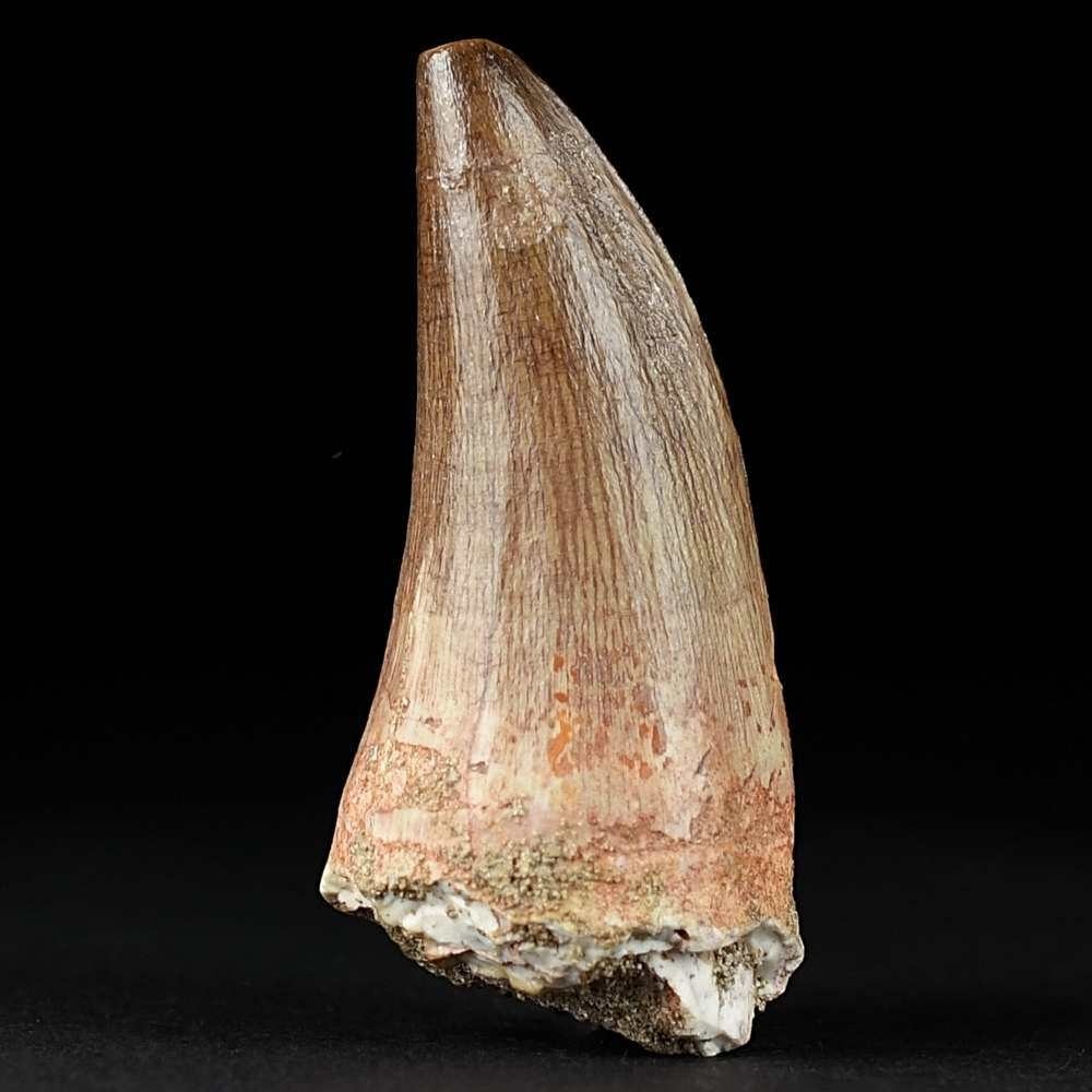Sehr gut erhaltenr versteinerter Mosasaurus Zahn aus der Oberkreide