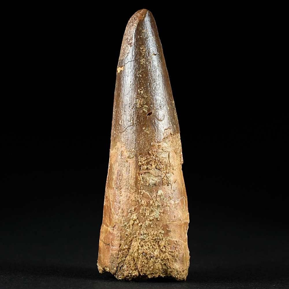 Raubsaurier Zahn aus der Kreidezeit Spinosaurus