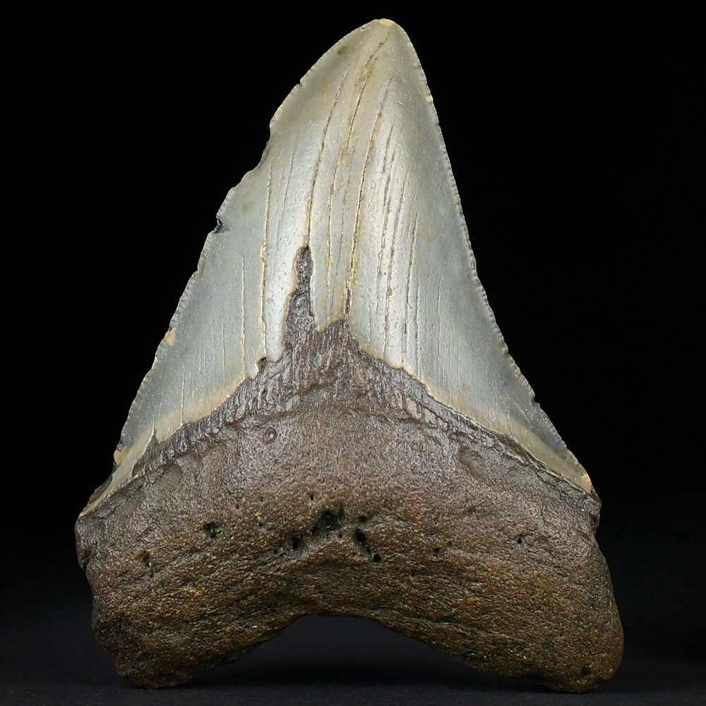 Megalodon Haizahn 9 cm aus dem Miozän