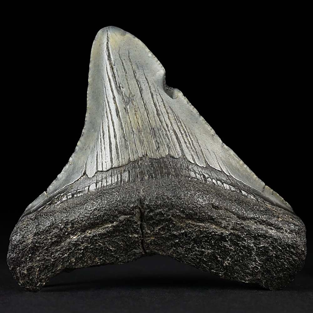 Versteinerter Megalodon Riesenhai Zahn