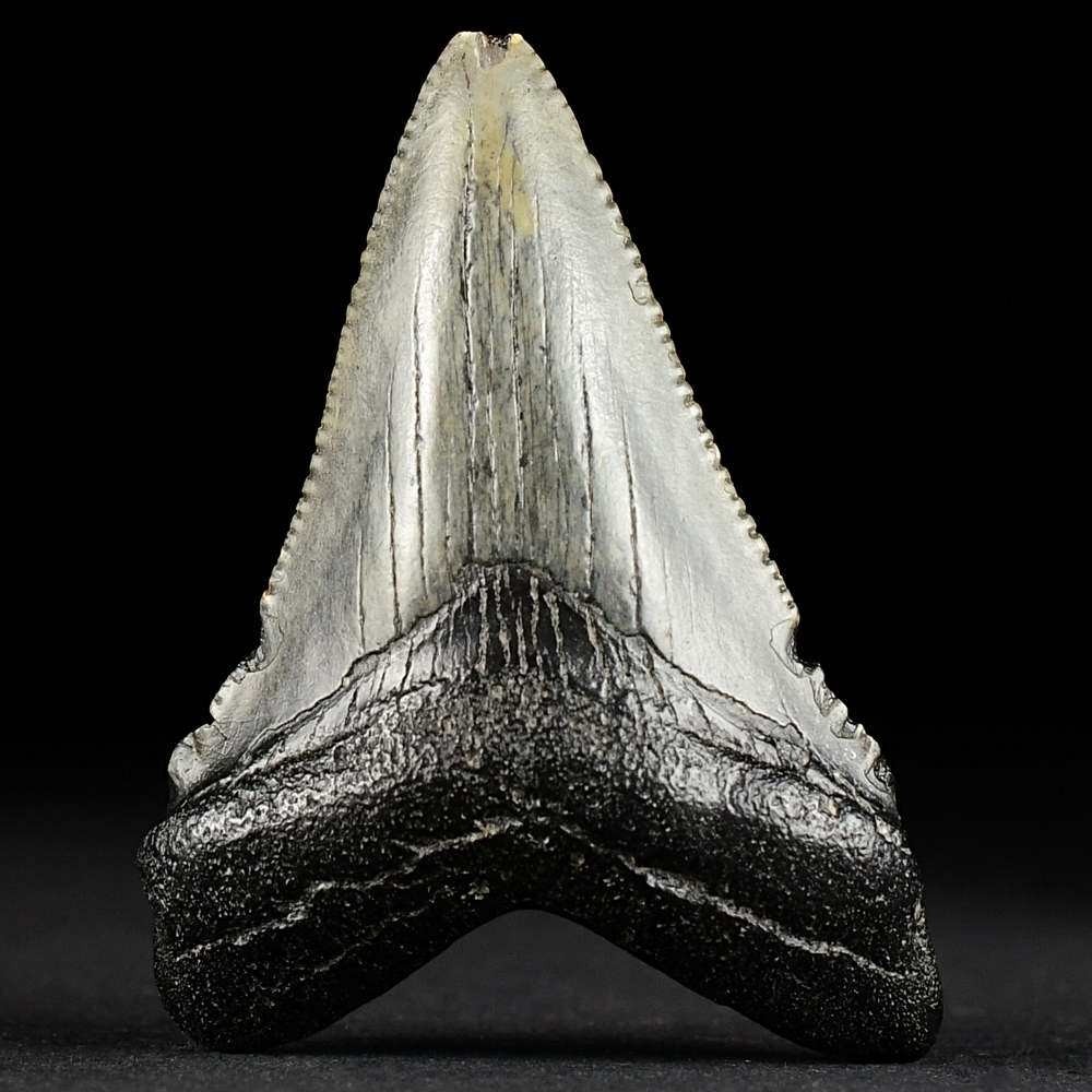5 cm Megalodon Haizahn aus dem Miozän