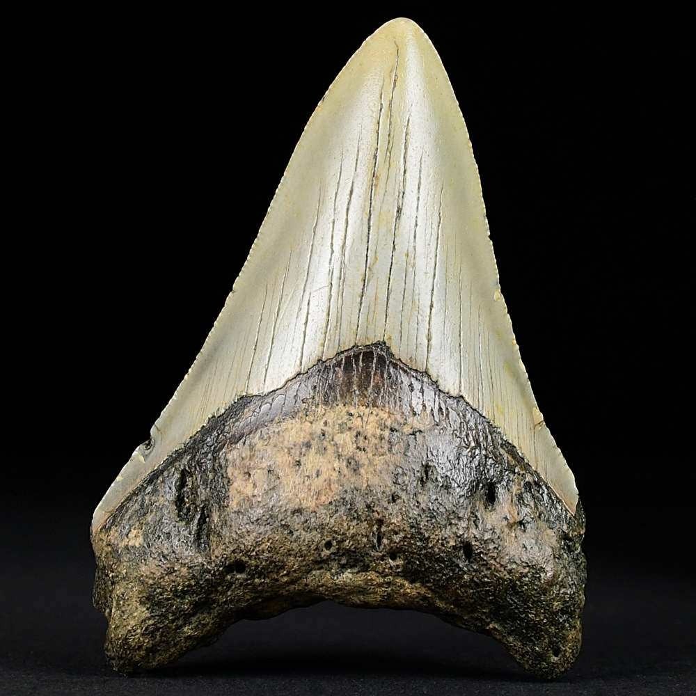 Schöner versteinerter Megalodon Haizahn