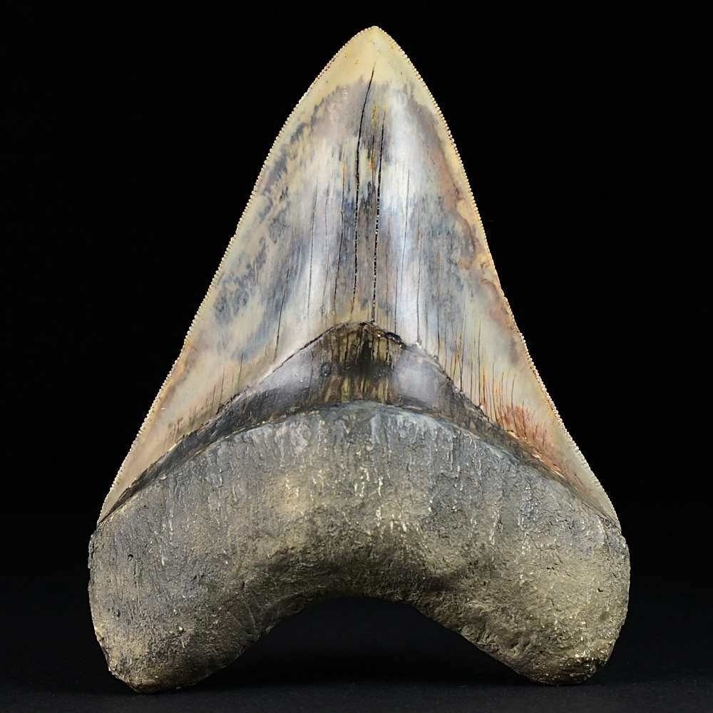 XXL Megalodon Haizahn mit Serrations 12,5 cm